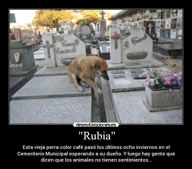 Rubia - Esta vieja perra color café pasó los últimos ocho inviernos en el
Cementerio Municipal esperando a su dueño. Y luego hay gente que
dicen que los animales no tienen sentimientos...