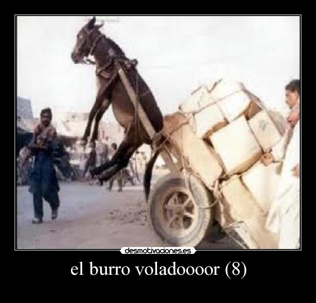 el burro voladoooor (8) -