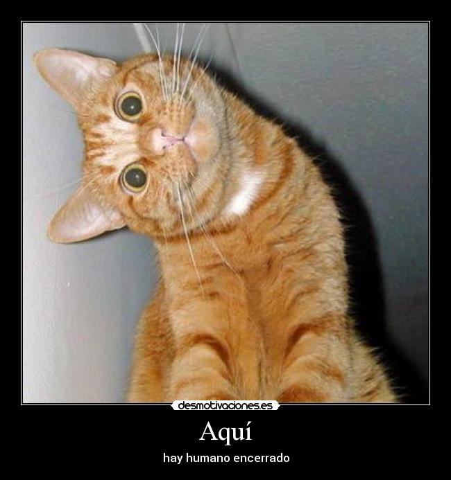 Aquí - 