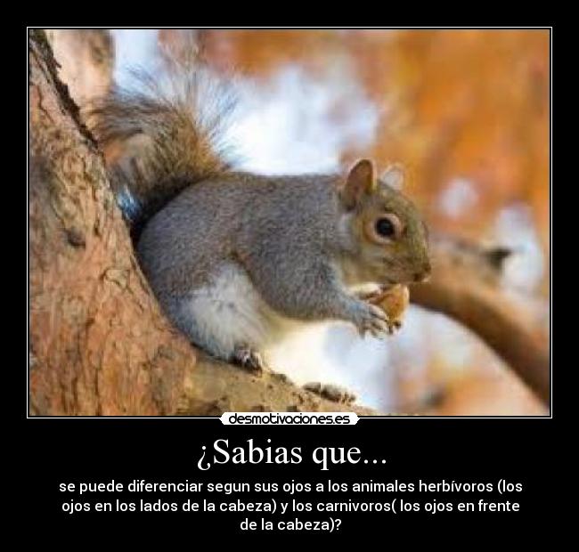 ¿Sabias que... - se puede diferenciar segun sus ojos a los animales herbívoros (los
ojos en los lados de la cabeza) y los carnivoros( los ojos en frente
de la cabeza)?