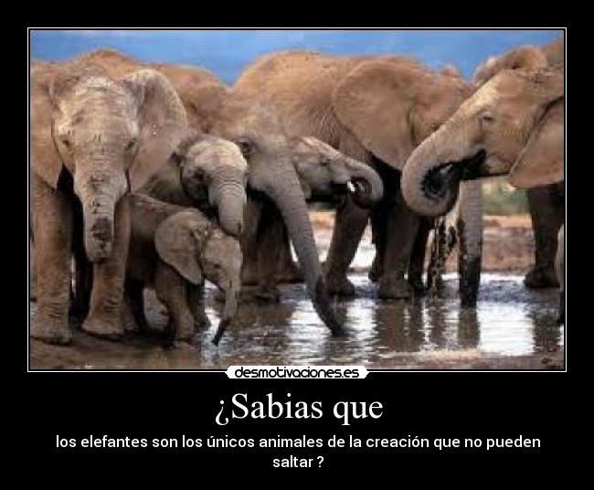 ¿Sabias que - 