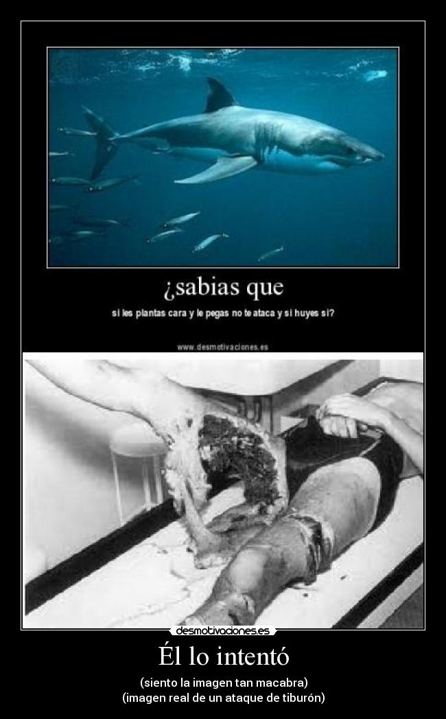 Él lo intentó - (siento la imagen tan macabra)
(imagen real de un ataque de tiburón)