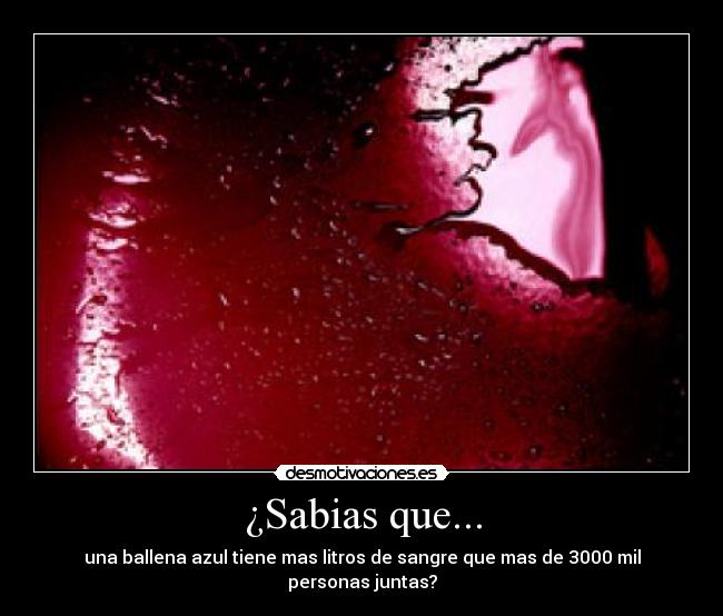 ¿Sabias que... - 