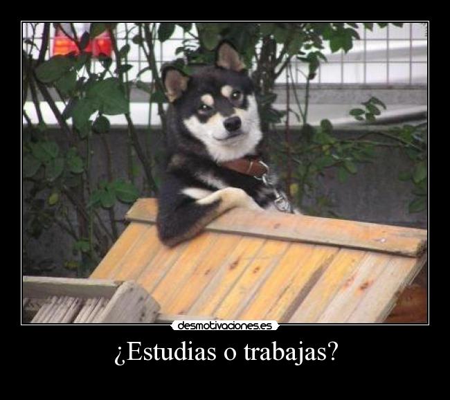 ¿Estudias o trabajas? - 