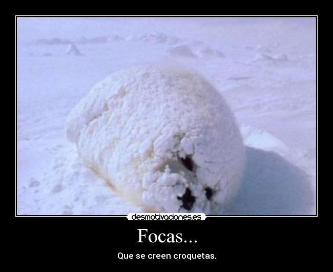 Focas... - Que se creen croquetas.