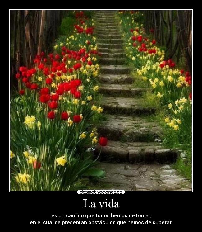 carteles vida vida desmotivaciones