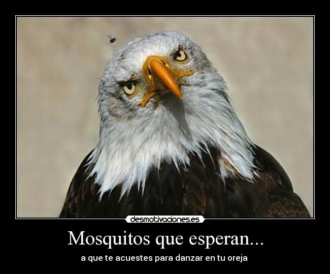 Mosquitos que esperan... - a que te acuestes para danzar en tu oreja 