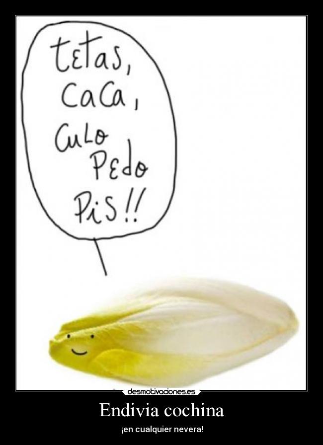 Endivia cochina - ¡en cualquier nevera!