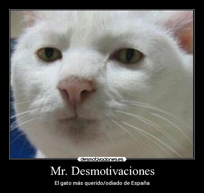 Mr. Desmotivaciones - El gato más querido/odiado de España