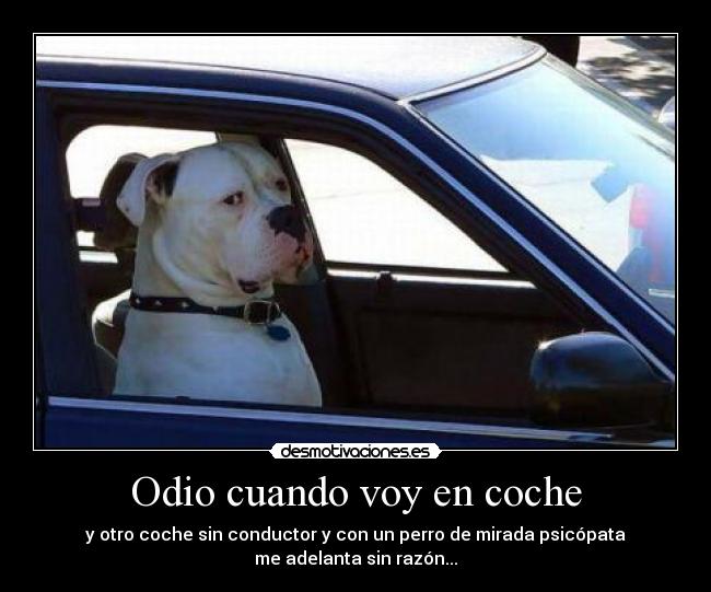 Odio cuando voy en coche - y otro coche sin conductor y con un perro de mirada psicópata
me adelanta sin razón...