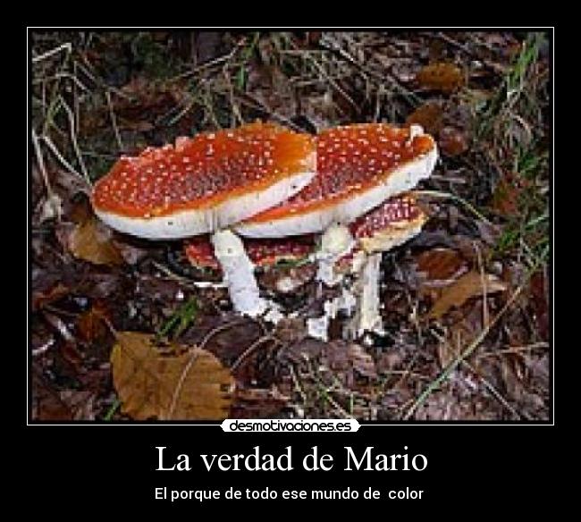 La verdad de Mario -