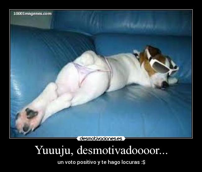 carteles sexy perro gafas desmotivador voto positivo locuras desmotivaciones