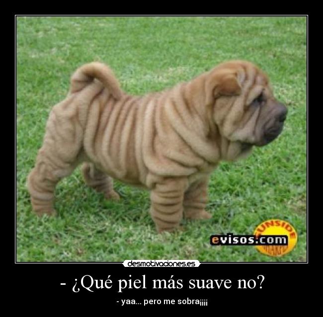 - ¿Qué piel más suave no? - 
