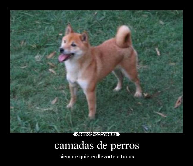camadas de perros -