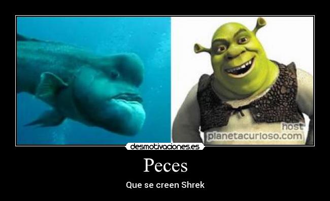 Peces -