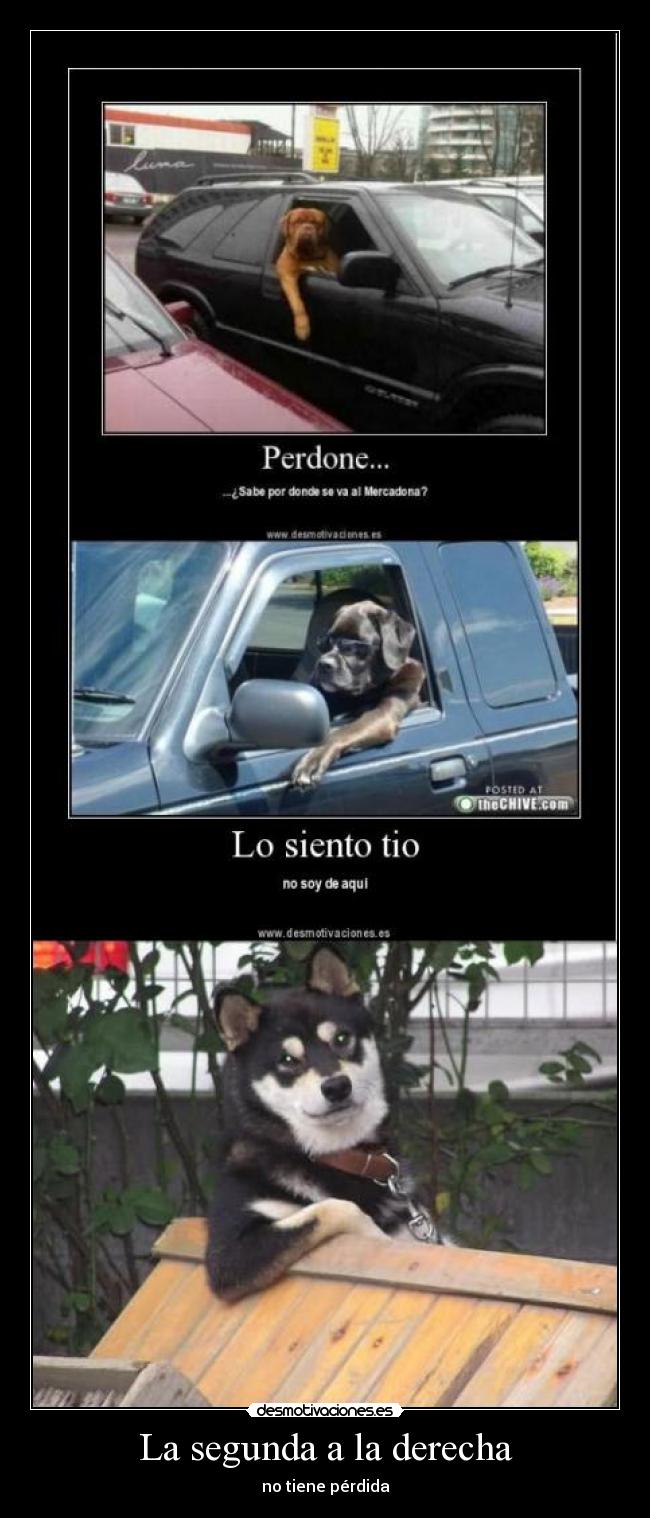 carteles shurperro perro coche perdida segunda derecha desmotivaciones