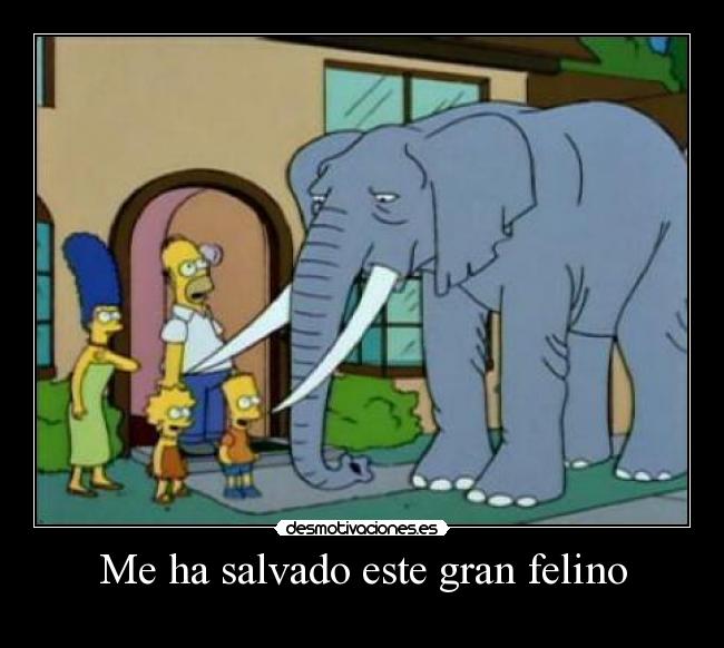 Me ha salvado este gran felino - 