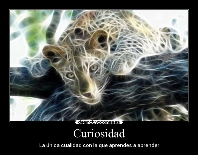 Curiosidad - 