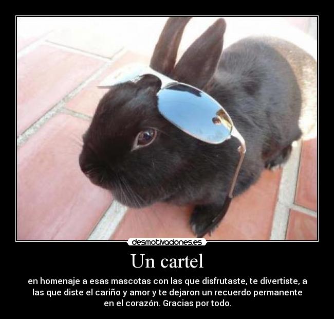 carteles mascotas desmotivaciones