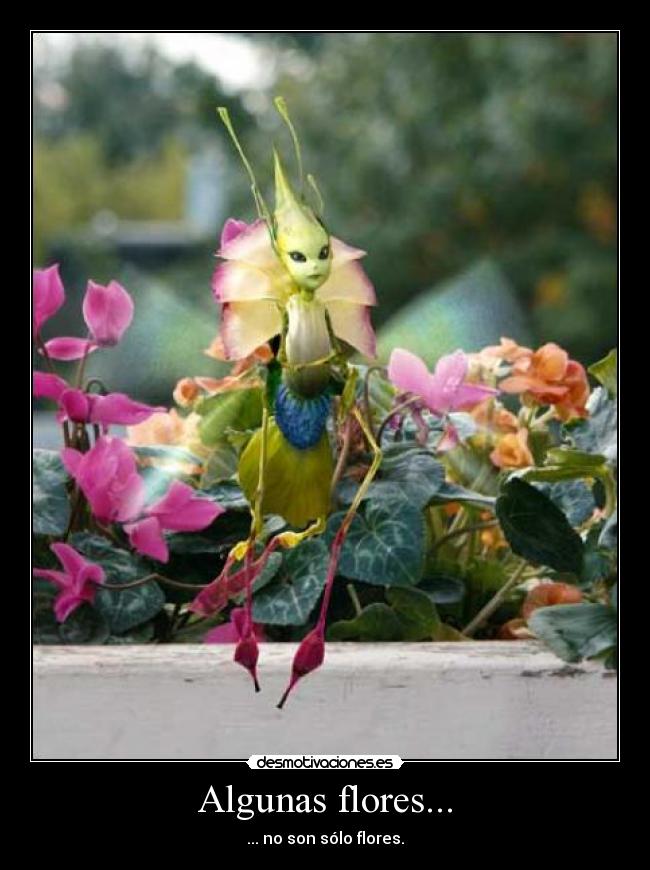 Algunas flores... - 