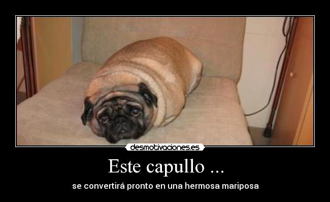 Este capullo ... - 