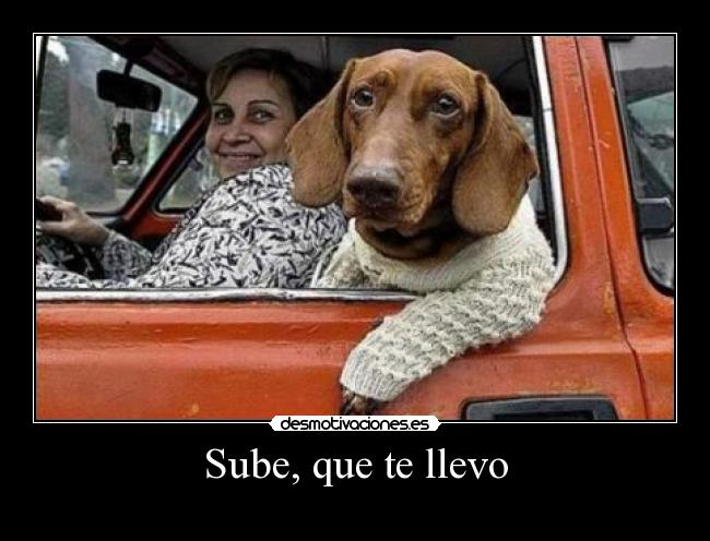 carteles perro desmotivaciones