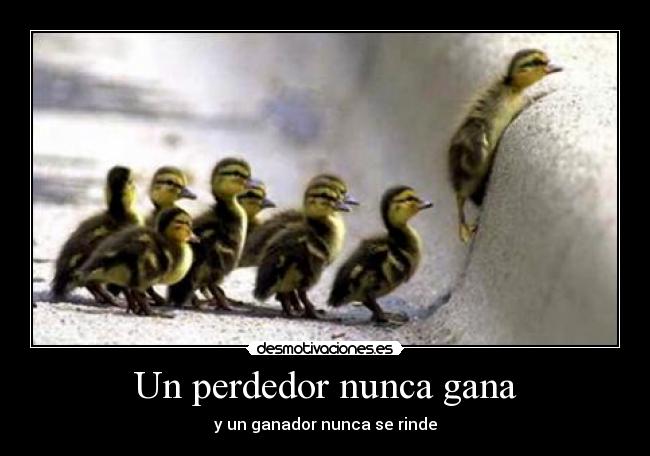 carteles pollos pollas patos desmotivaciones