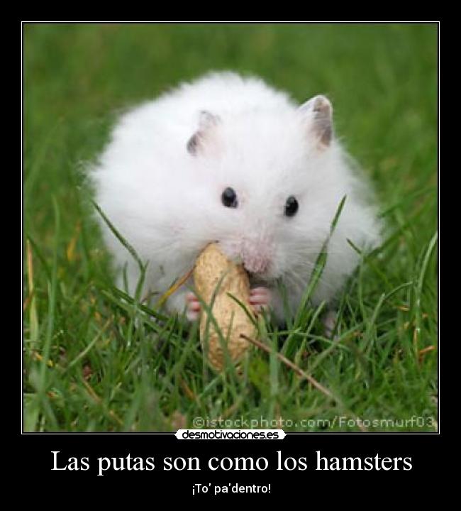 Las putas son como los hamsters -