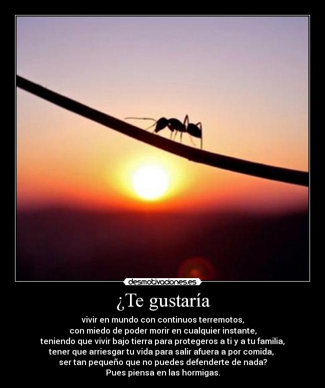 ¿Te gustaría - vivir en mundo con continuos terremotos,
con miedo de poder morir en cualquier instante,
teniendo que vivir bajo tierra para protegeros a ti y a tu familia,
tener que arriesgar tu vida para salir afuera a por comida, 
ser tan pequeño que no puedes defenderte de nada?
Pues piensa en las hormigas.