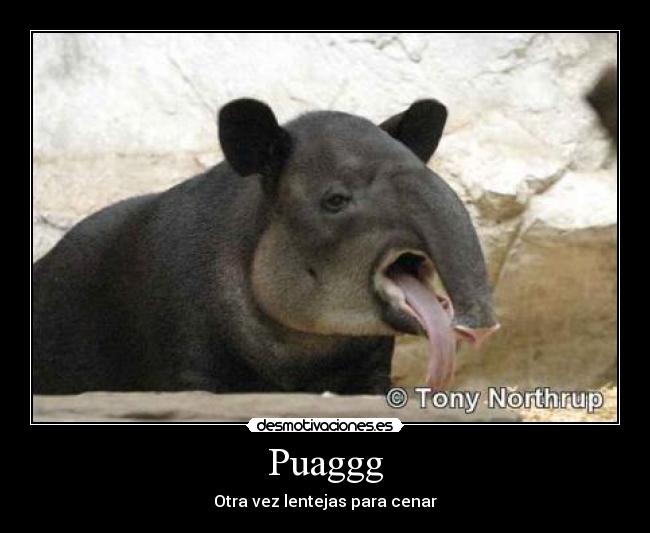 Puaggg - Otra vez lentejas para cenar