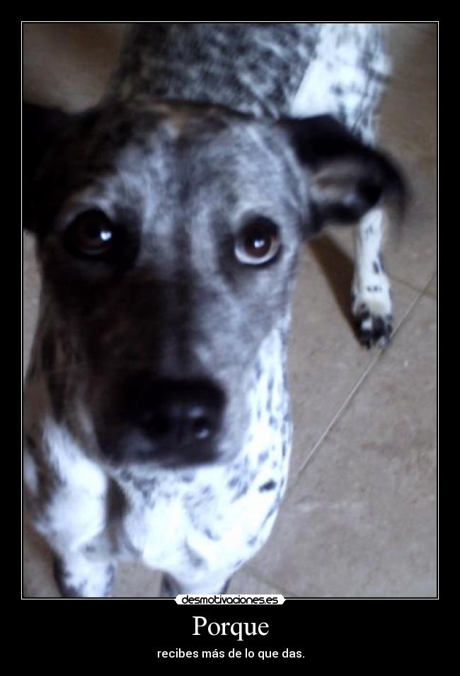 carteles perros porque desmotivaciones