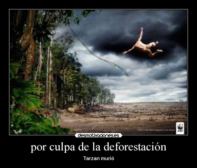 por culpa de la deforestación - Tarzan murió