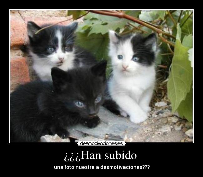 ¿¿¿Han subido  - 