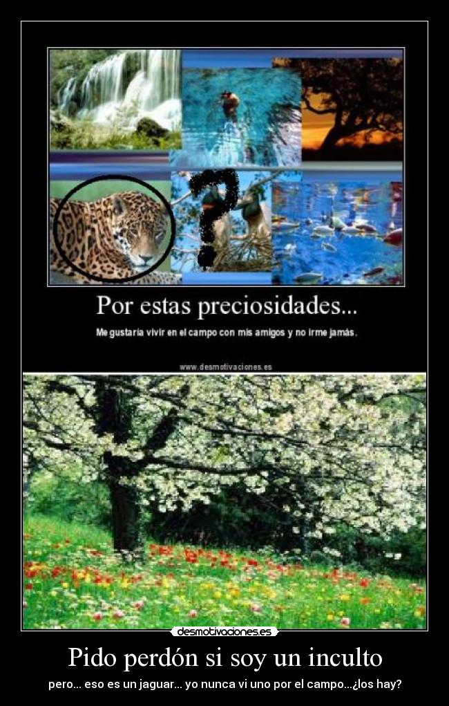 Pido perdón si soy un inculto -