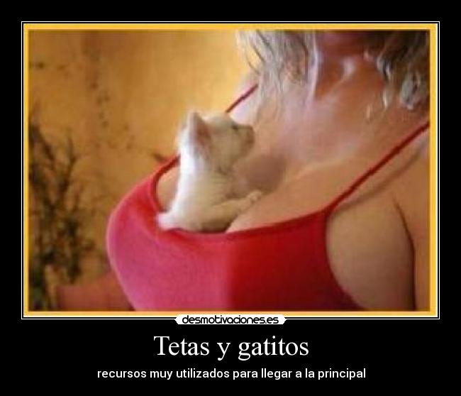 Tetas y gatitos - 