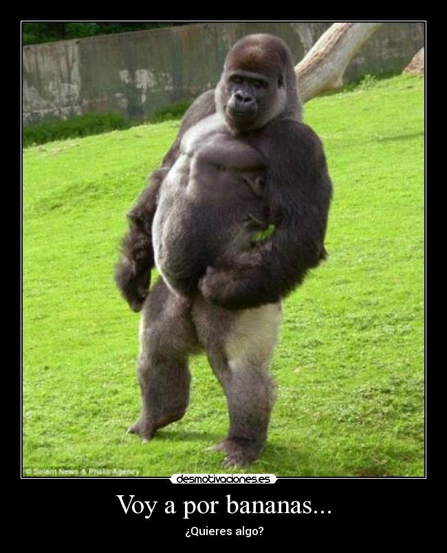 Voy a por bananas... -