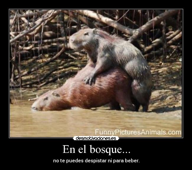 En el bosque... - 