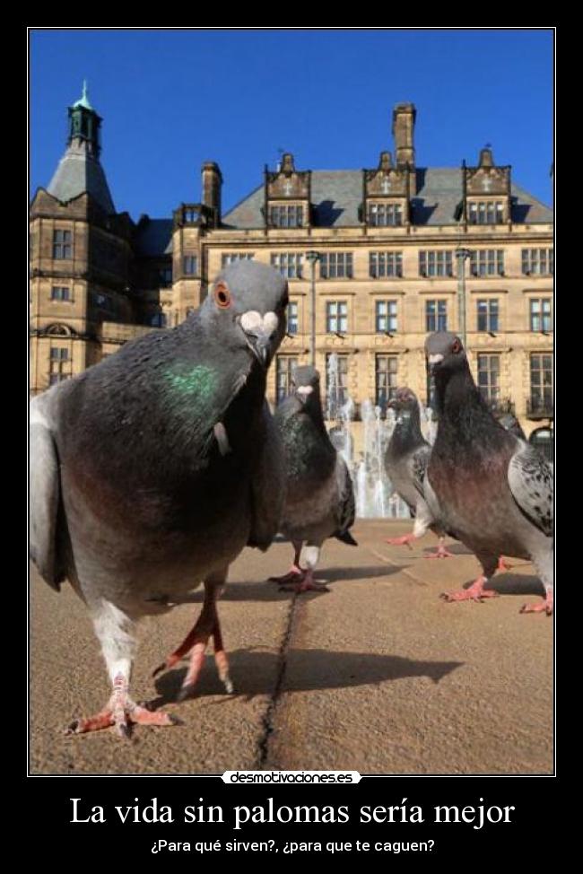 La vida sin palomas sería mejor - ¿Para qué sirven?, ¿para que te caguen?