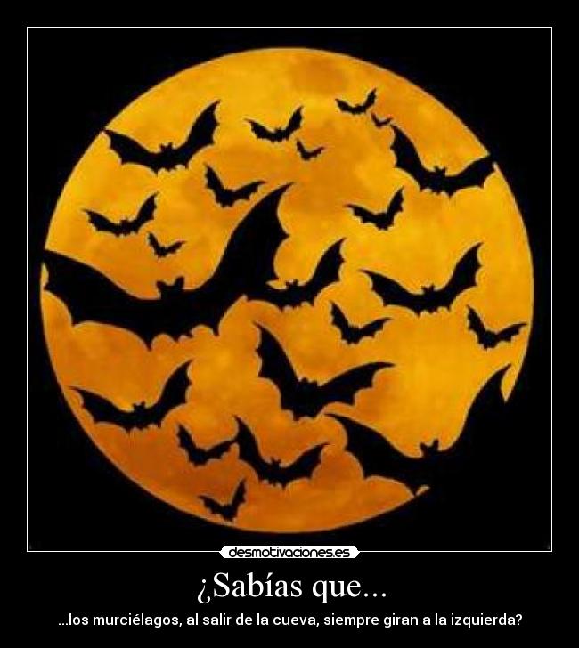 ¿Sabías que... - ...los murciélagos, al salir de la cueva, siempre giran a la izquierda?