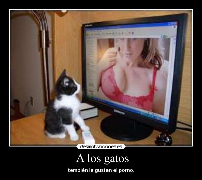  A los gatos - tembién le gustan el porno.