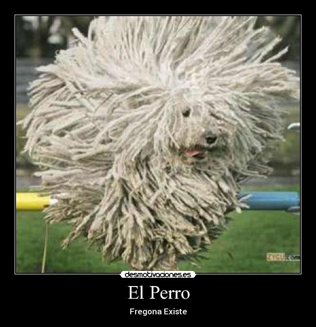 El Perro - 