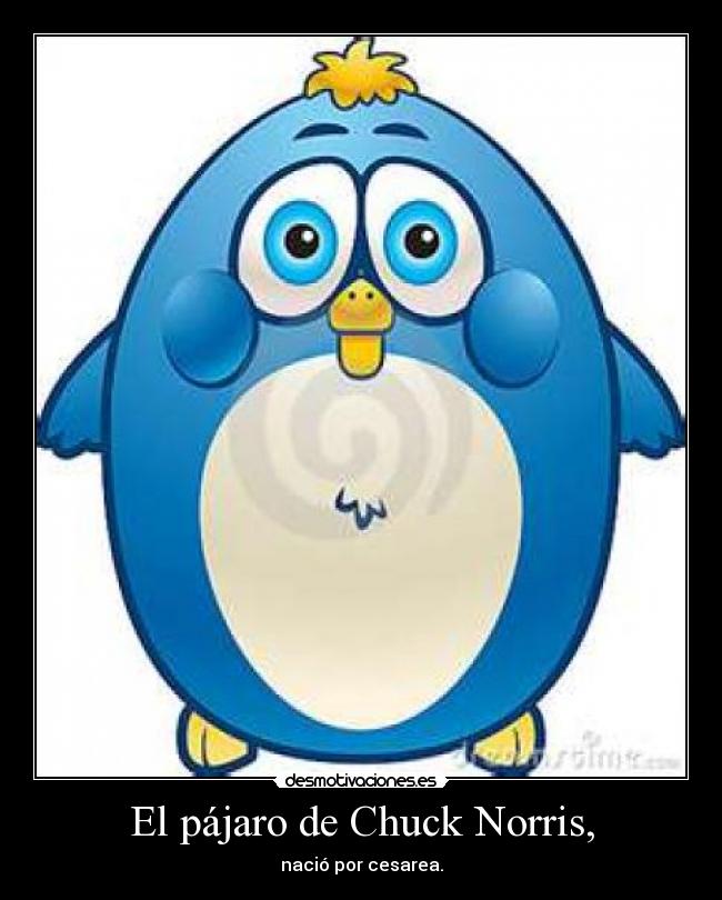 El pájaro de Chuck Norris, - nació por cesarea.