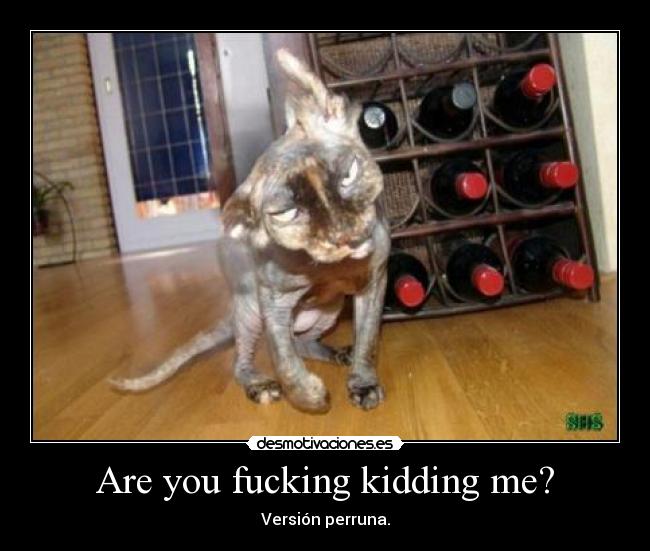 Are you fucking kidding me? - Versión perruna.