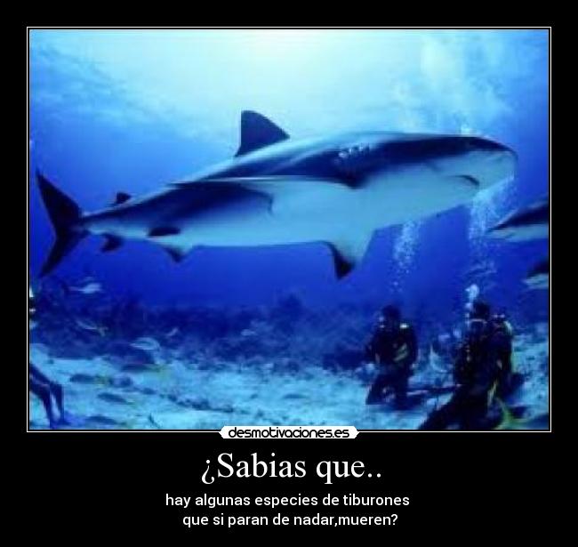¿Sabias que.. - hay algunas especies de tiburones
que si paran de nadar,mueren?