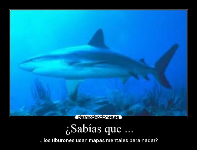 ¿Sabías que ... - ...los tiburones usan mapas mentales para nadar?