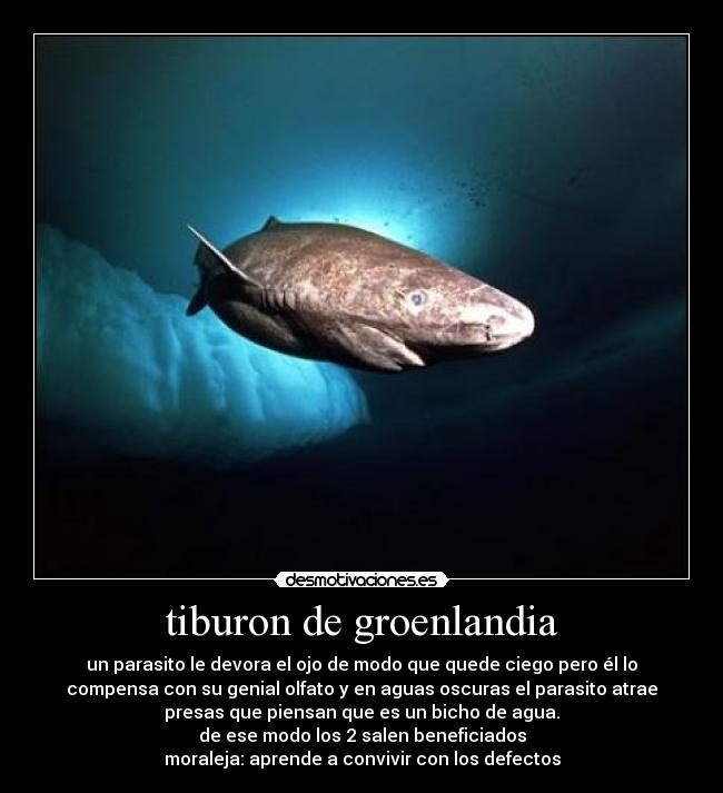 tiburon de groenlandia - un parasito le devora el ojo de modo que quede ciego pero él lo
compensa con su genial olfato y en aguas oscuras el parasito atrae
presas que piensan que es un bicho de agua.
de ese modo los 2 salen beneficiados
moraleja: aprende a convivir con los defectos