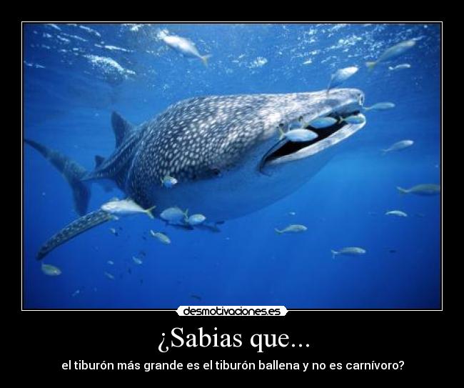 ¿Sabias que... - el tiburón más grande es el tiburón ballena y no es carnívoro?