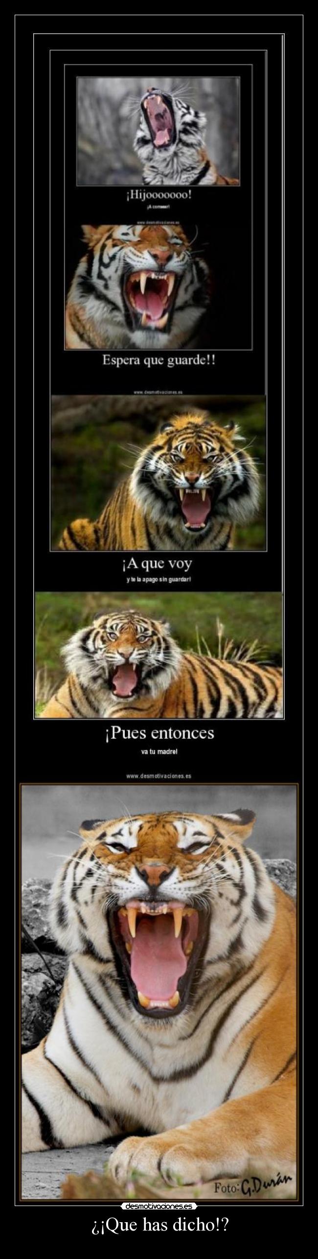 ¿¡Que has dicho!? -