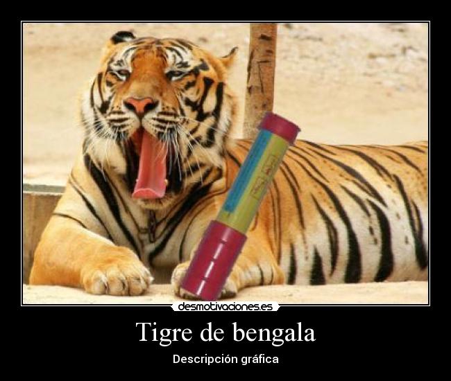 Tigre de bengala - Descripción gráfica