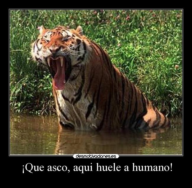 ¡Que asco, aqui huele a humano! -